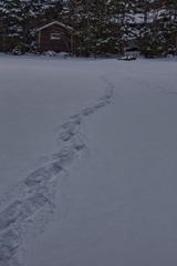 shirakoma night at 14:47 Dec,20 2024