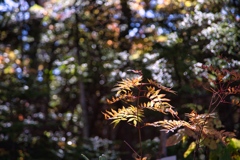 mt.ontake at 9:48 Oct.11 2024