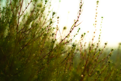 kochia at 6:33 30,Sep 2022