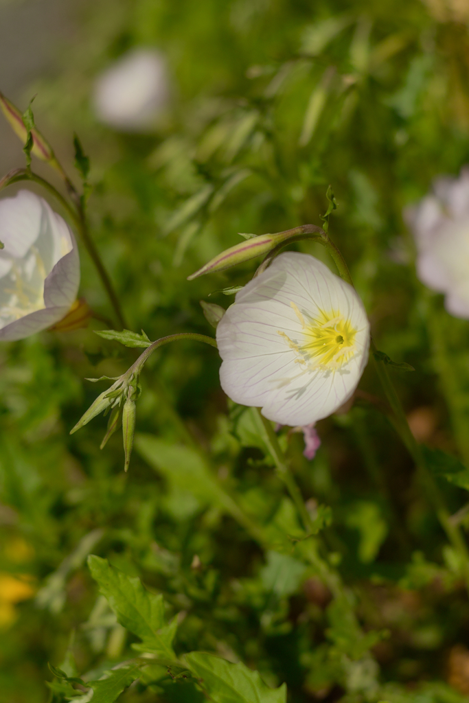 Pinkladies Showy evening primrose