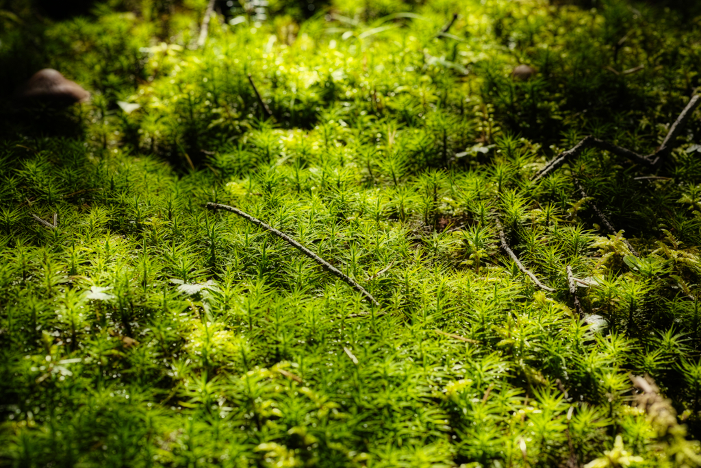 八ヶ岳 by SIGMA DP3 Merrill