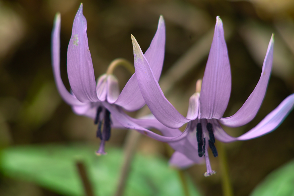 twins at mt.tsukuba