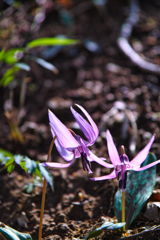 Mt.Tsukuba at 13:13 Apr,12 2025