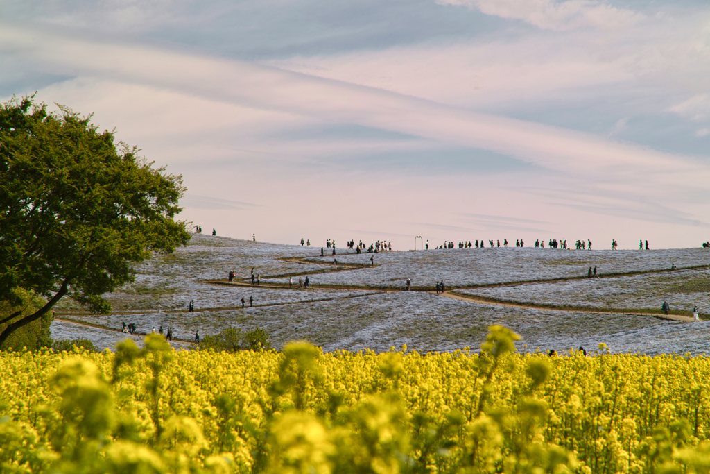 nemohpila hill at hitachi seaside park
