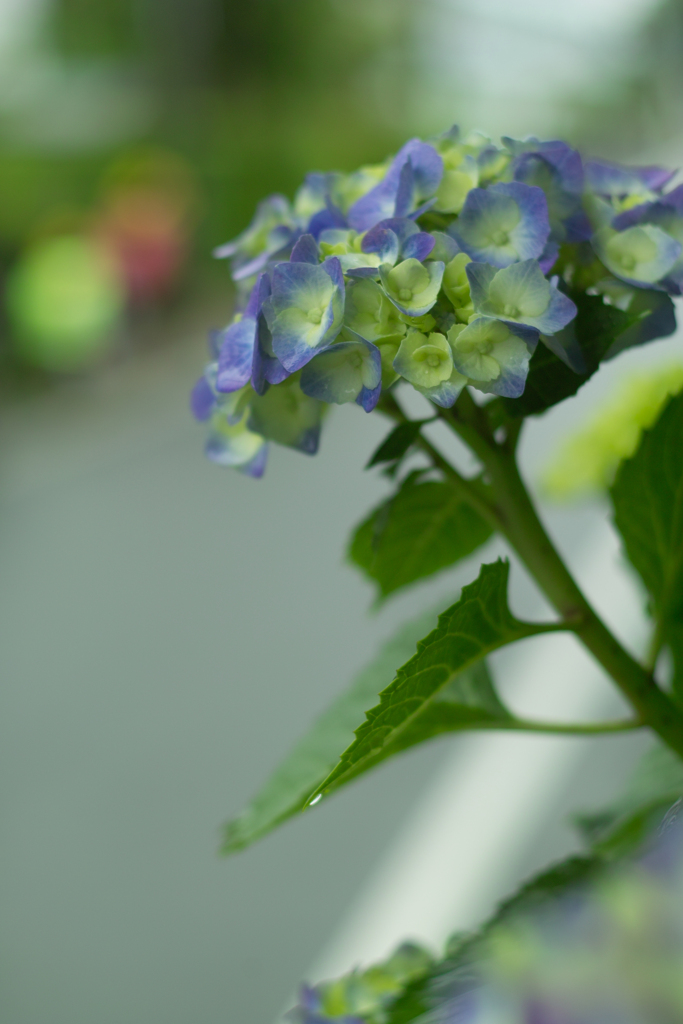 hydrangea & students