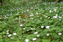 anemone flaccida at mt,tsukuba