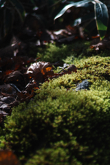 mt.yokoosan at 11:23 Nov,1 2025