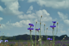lavender land at sakura city