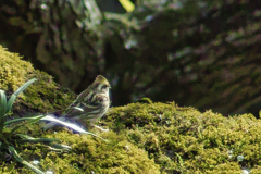 Yellow-throated bunting at 14:35 Feb,28 