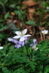 mt.tsukuba at 1:12 Apr,19 2025