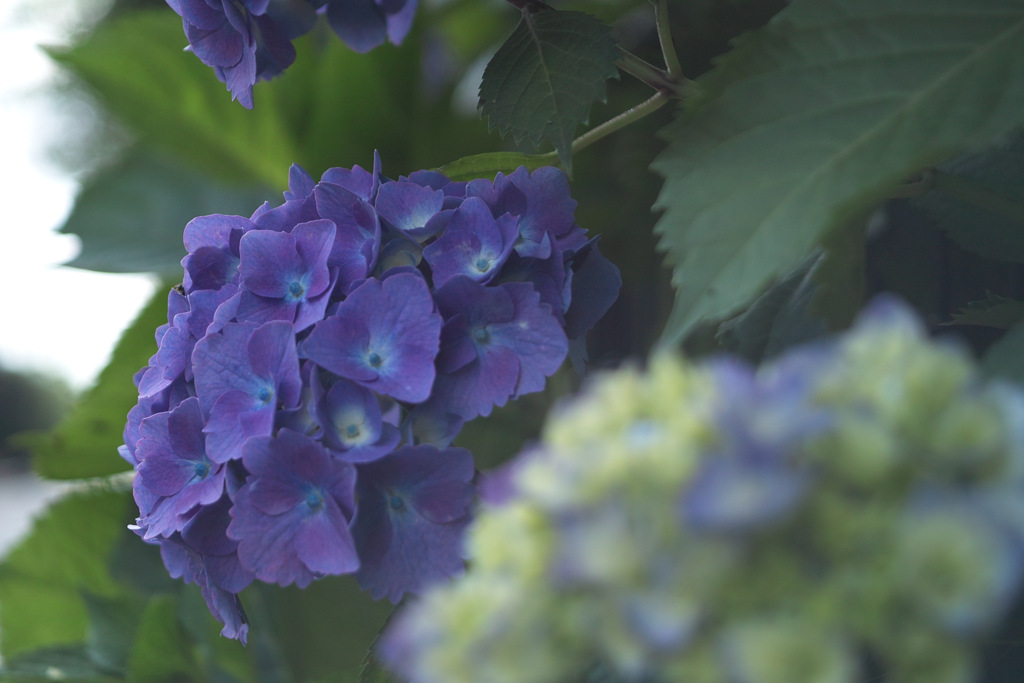 hydrangea