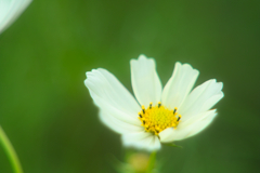 macro cosmos