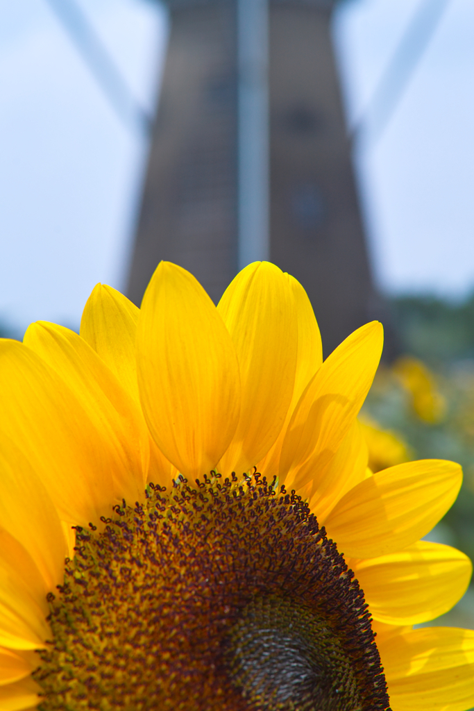 wind mill & sun flower