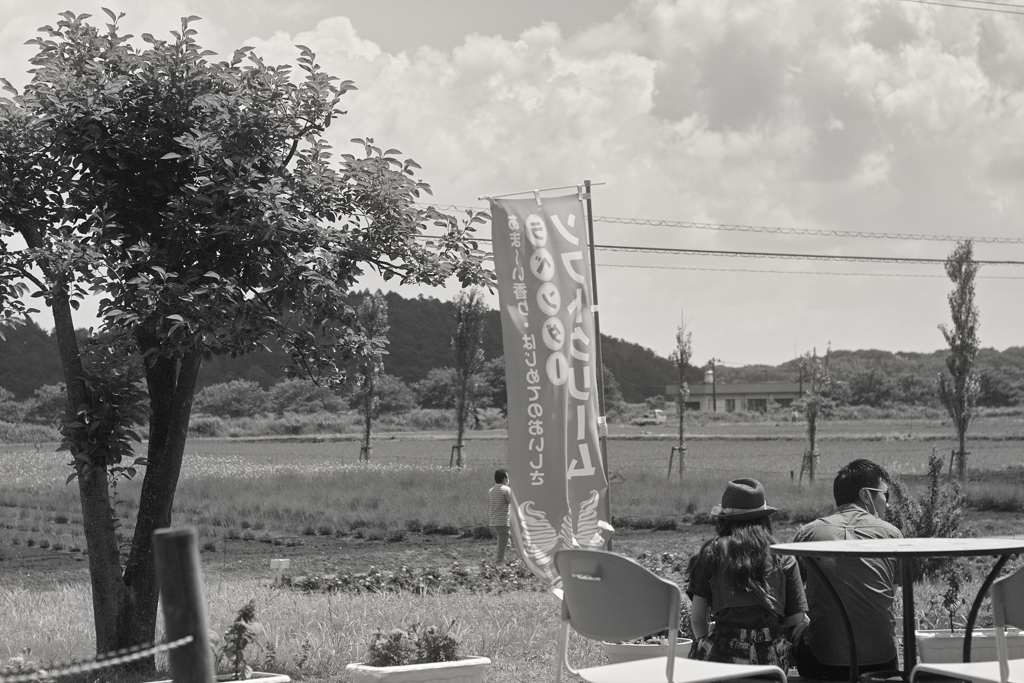lavender land at sakura city