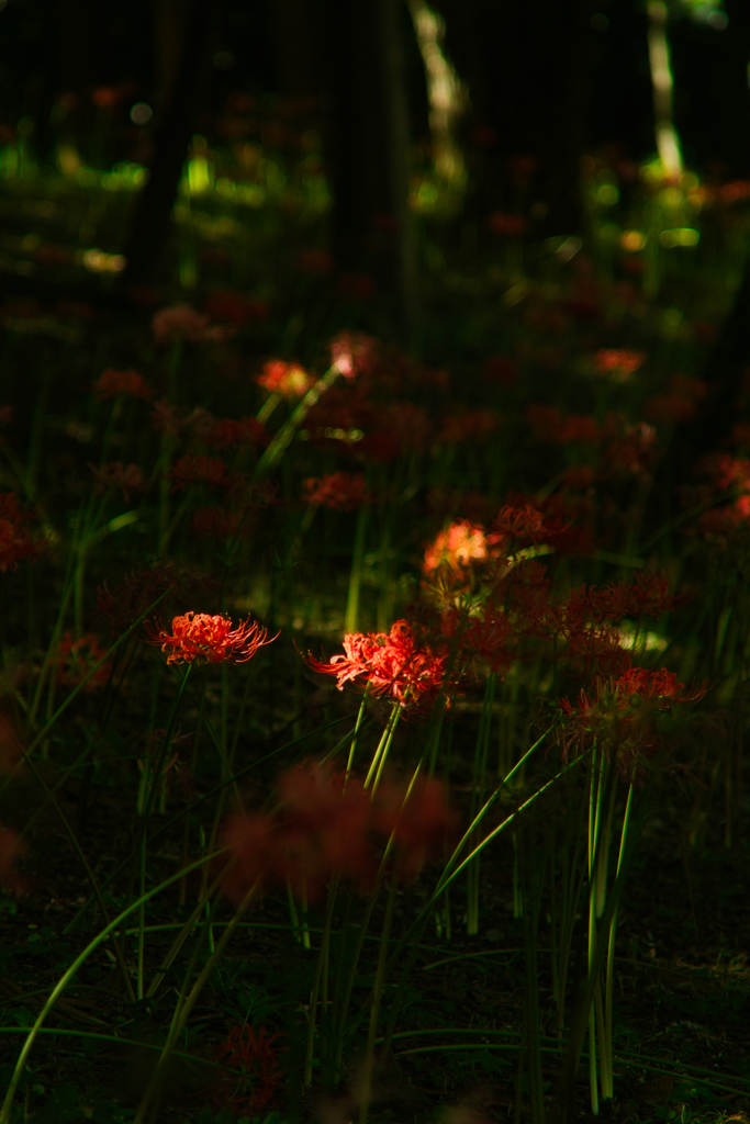 cluster amaryllis at murakami park