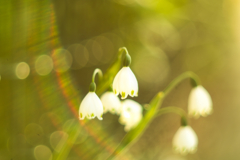 花の名前わかりません。