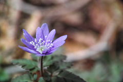 Mt.Tsukuba at 11:12 Apr,12 2025