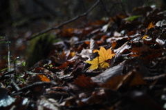 mt.yokoosan at 9:12 Nov,1 2025