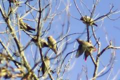 waxwing at 15:14 Feb,28 2026 in mt.tsuku