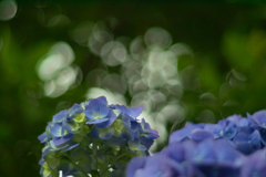 hydrangea at 23,Jun 2022