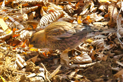 aisian rosy finch at 10:06 Feb,8 2025 in