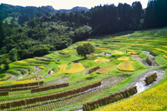 paddy field at 27,Aug 2022