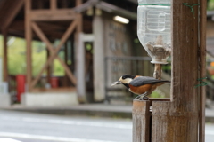 小降りになった隙に