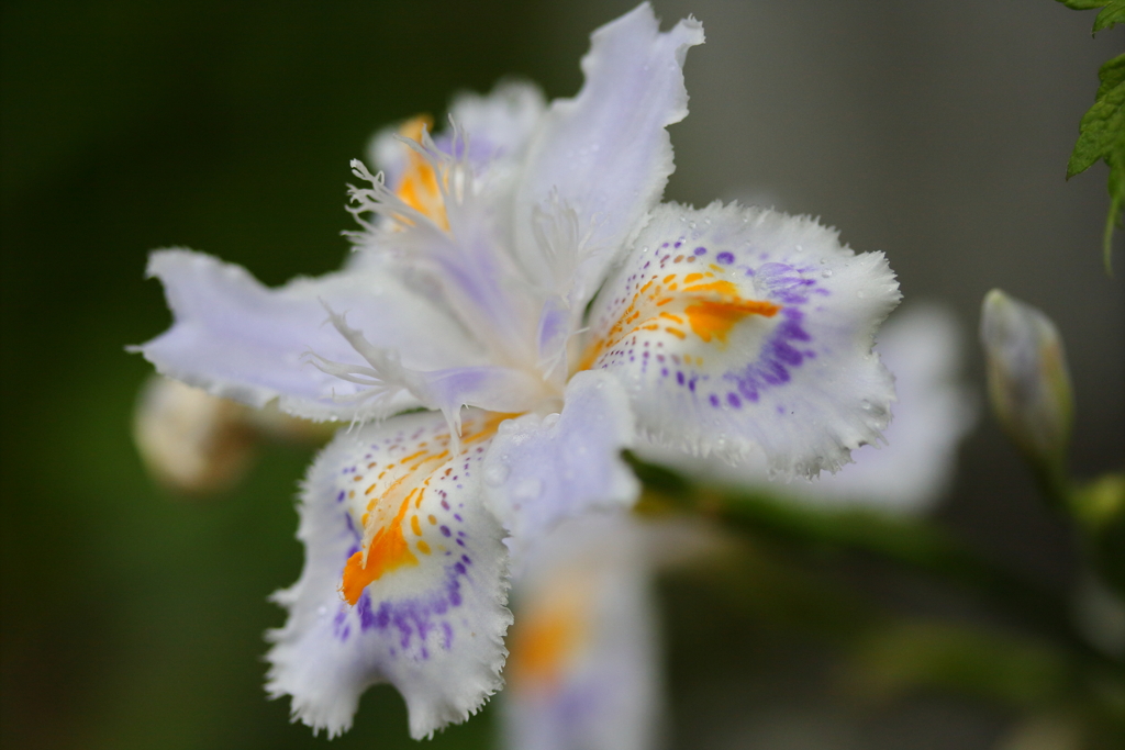 シャガの花が全盛期 By マホロバ Id 写真共有サイト Photohito