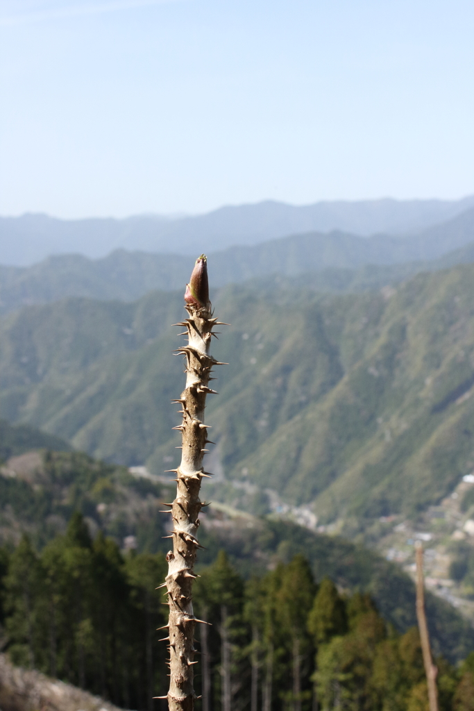 山の芽吹き