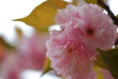 八重桜がピーク