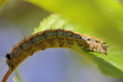 オビカレハ幼虫