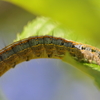 オビカレハ幼虫