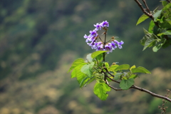 桐の花