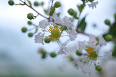 サルスベリの花（ホワイト）