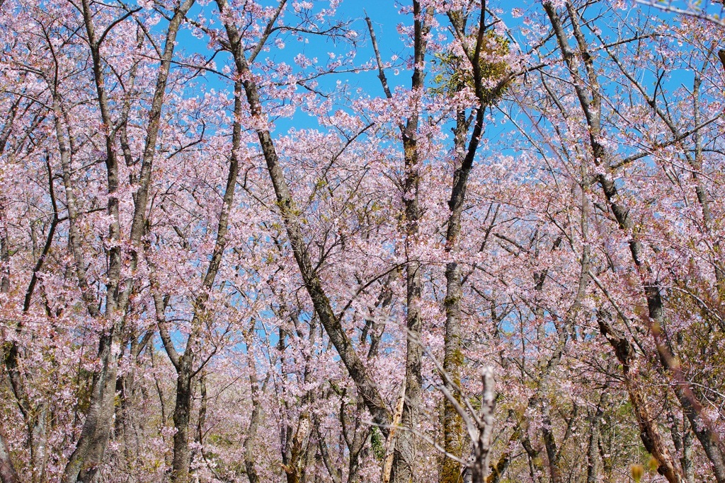 葉桜が青空に映える