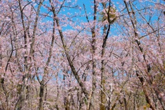 葉桜が青空に映える