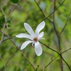 花一輪