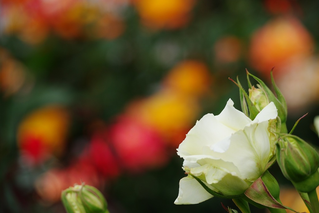 薔薇園
