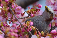 しあわせ