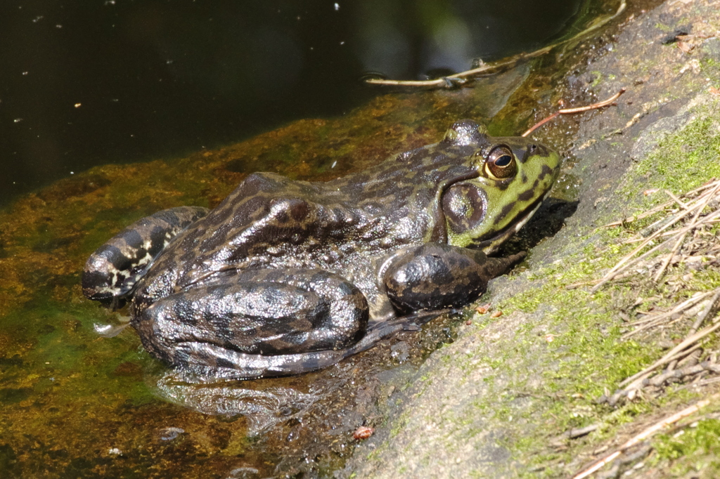 ウシガエル