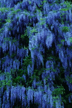 藤の花