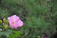 金沢・花