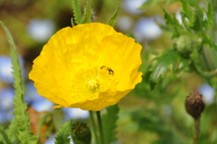 花・黄色