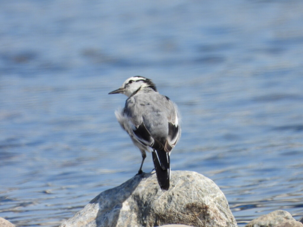 @長良川