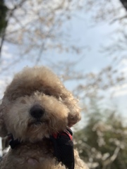 愛犬16度目の春