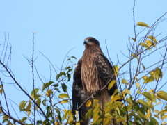 トンビ＠長良川2