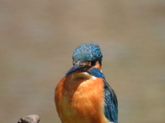 カワセミ6