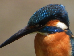 カワセミ7