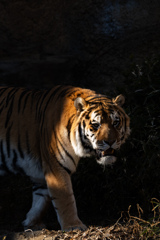 ENDANGERED