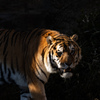ENDANGERED
